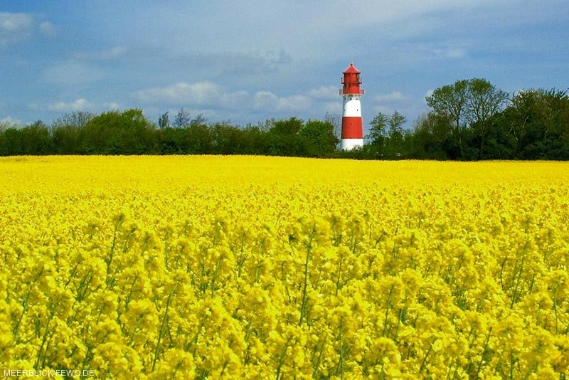 Leuchtturm und Rapsfeld