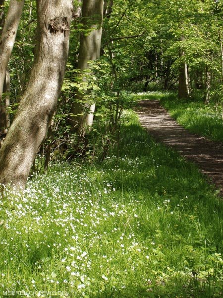 Waldweg