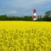 Leuchtturm und Rapsfeld